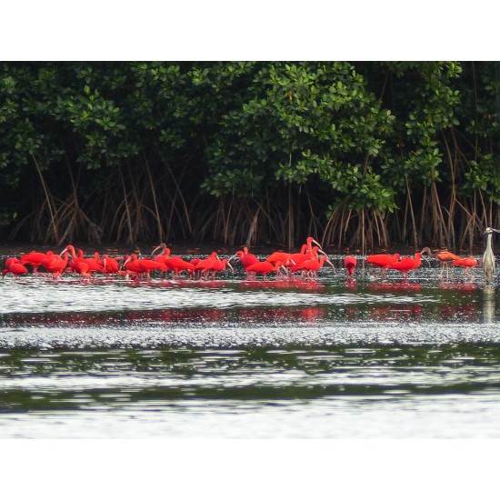 Caroni Bird Sanctuary Tour